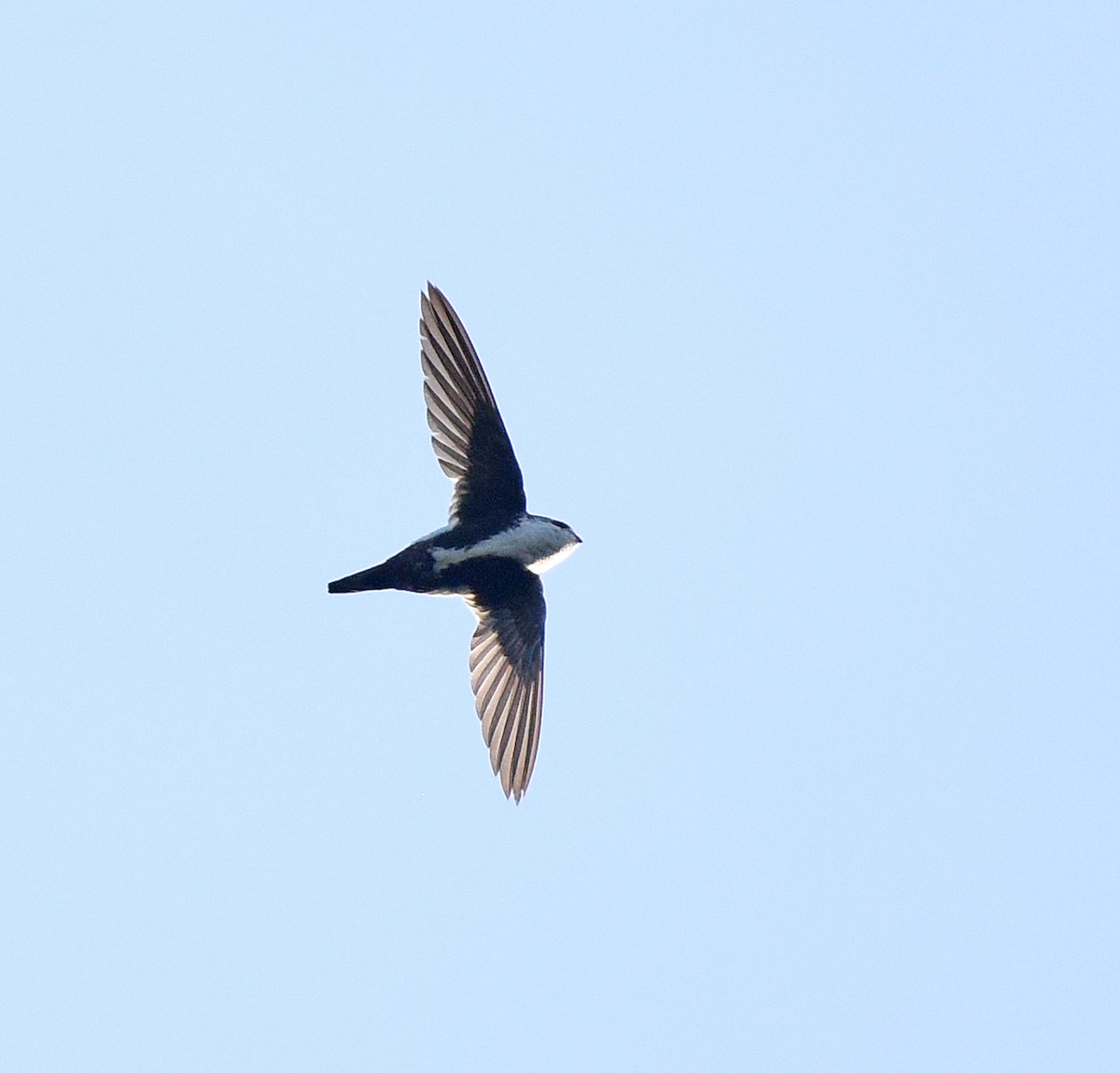 White-throated Swift - ML586265301