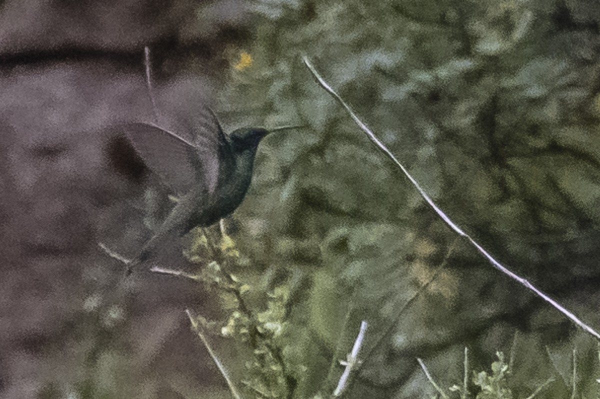 Lesser Violetear - ML586265971