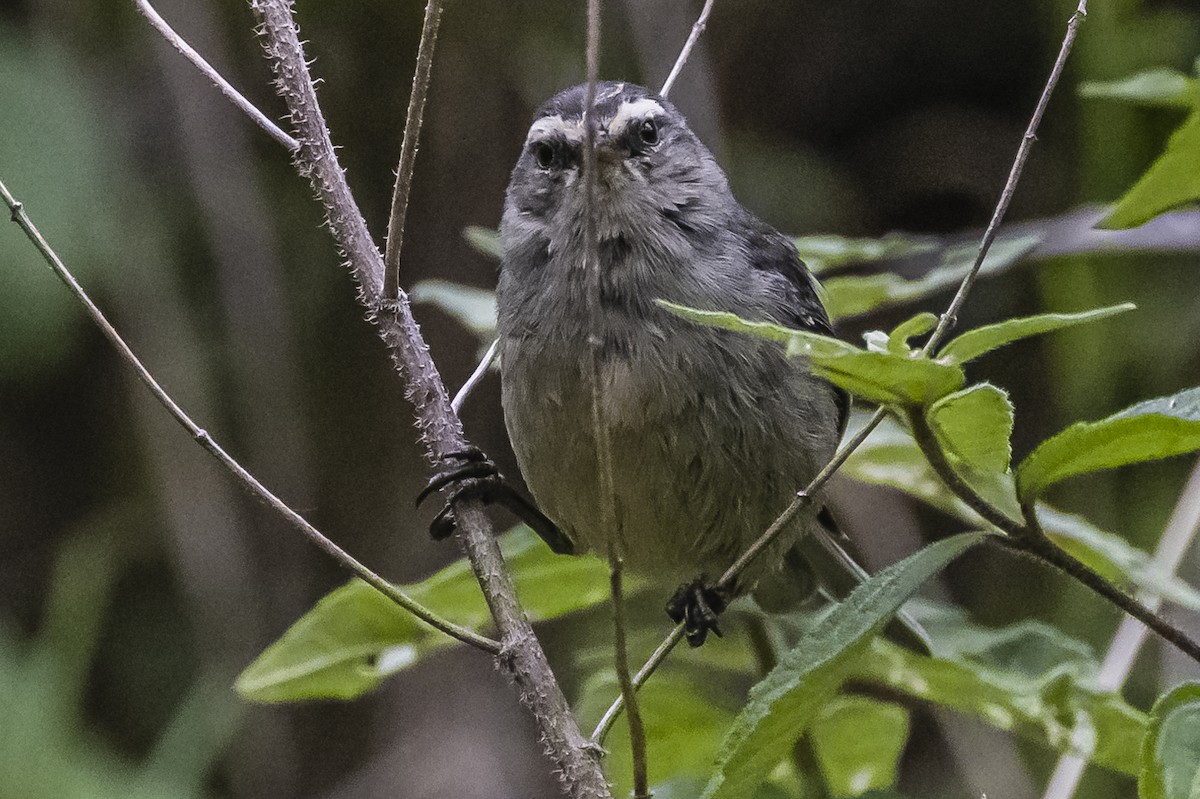 Cinereous Conebill - ML586266001