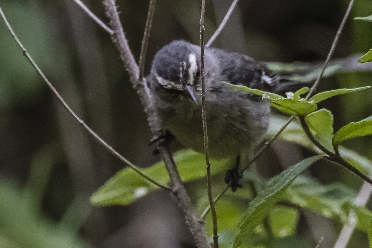 Cinereous Conebill - ML586266021