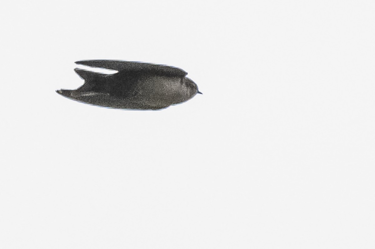 Brown-bellied Swallow - ML586266031