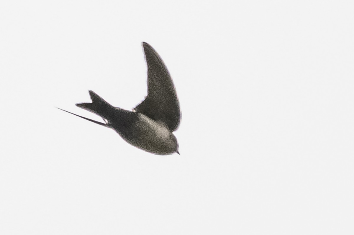 Brown-bellied Swallow - ML586266081