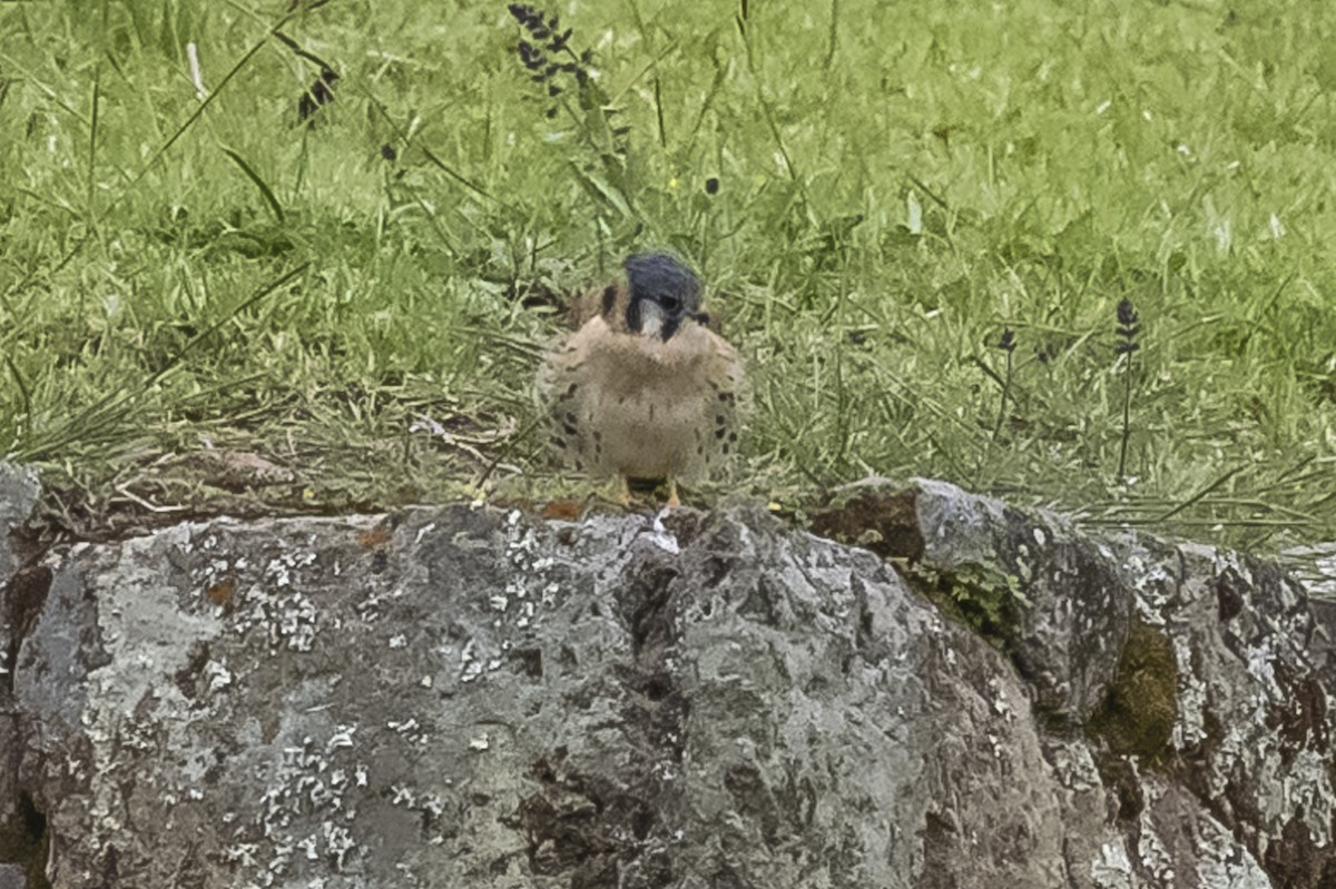 American Kestrel - ML586266101