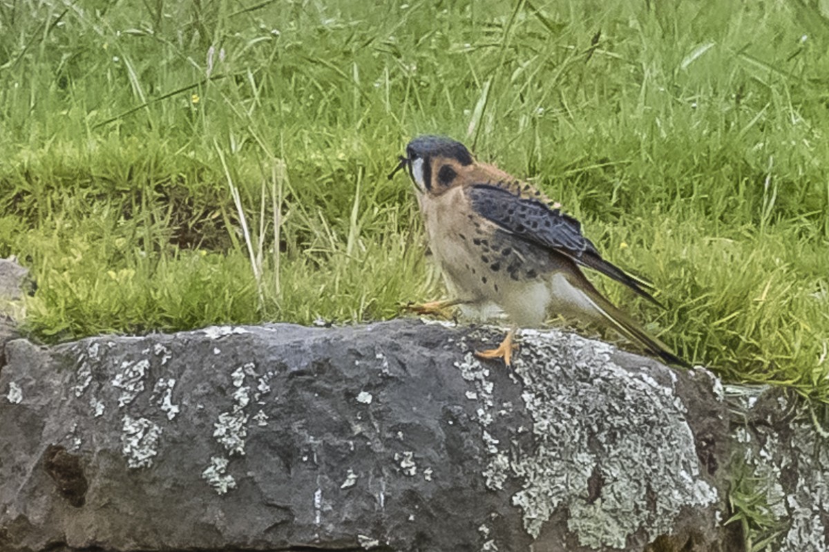 American Kestrel - ML586266111