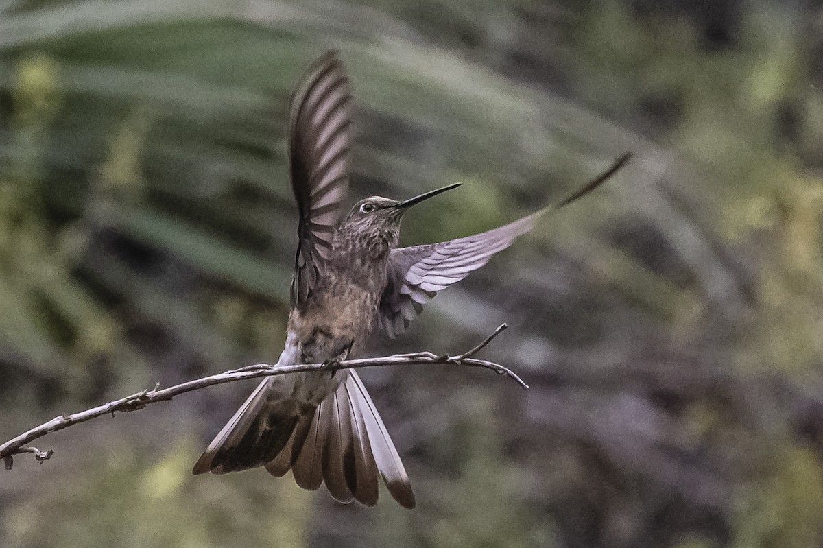 Giant Hummingbird - ML586266161