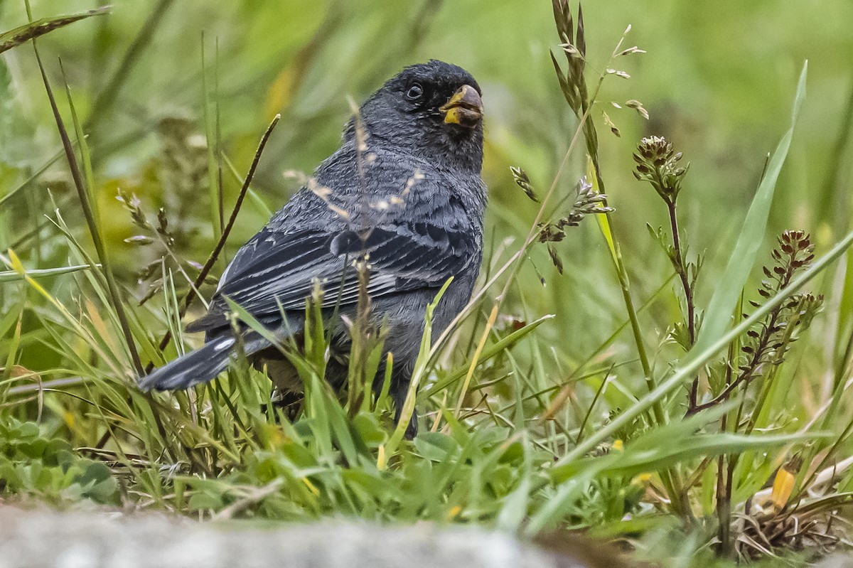 Band-tailed Seedeater - ML586266181