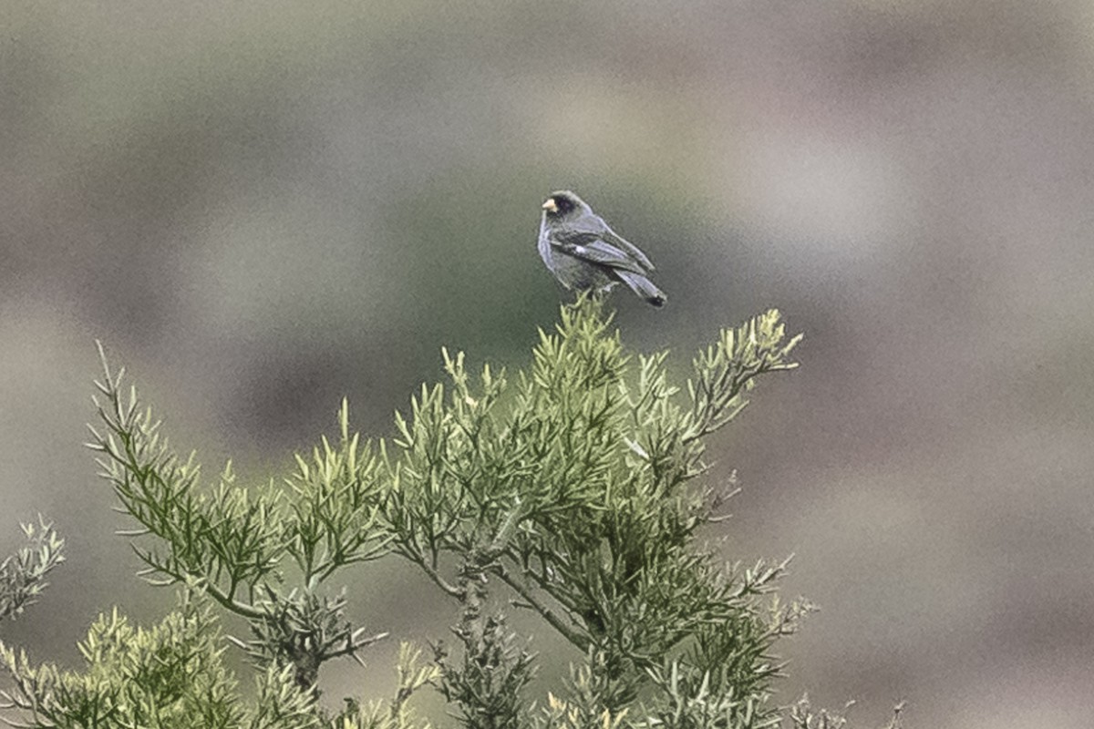 Band-tailed Seedeater - ML586266201