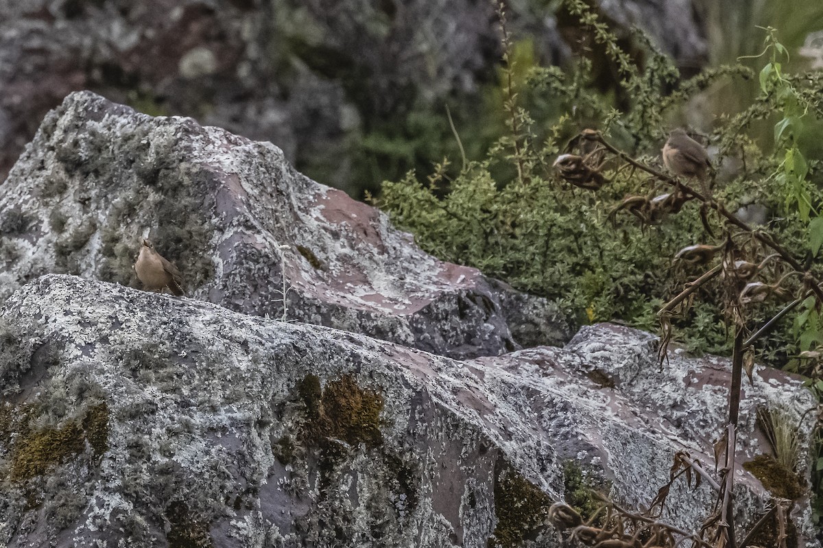 House Wren - ML586266221