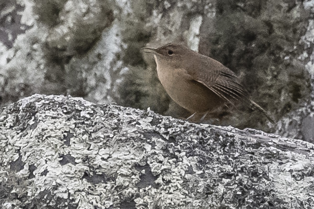 House Wren - ML586266231