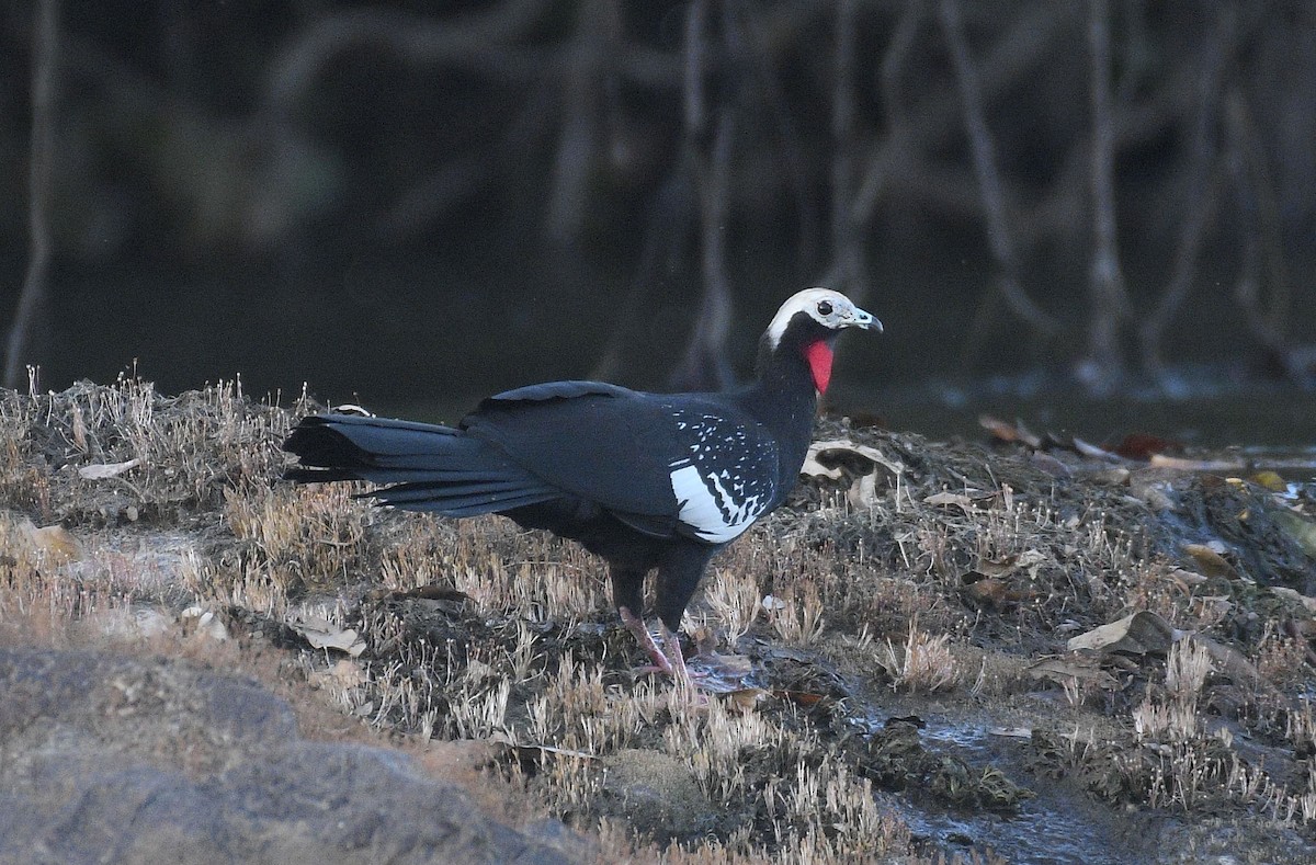 Red-throated Piping-Guan - ML586266881