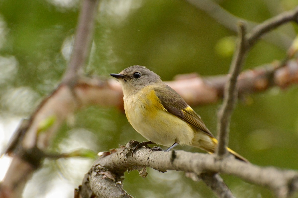 American Redstart - ML58626721