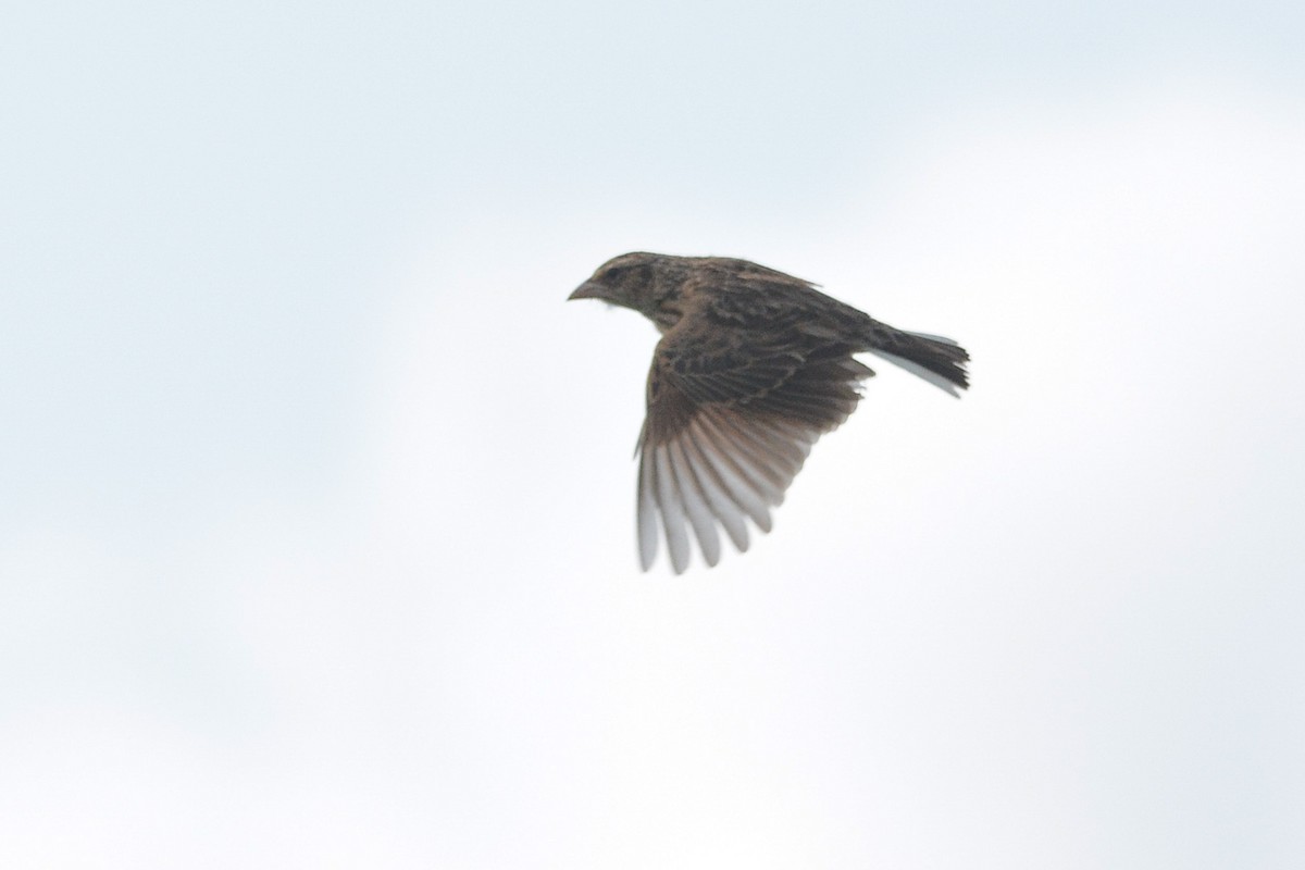 Melodious Lark - Daniel Engelbrecht - Birding Ecotours