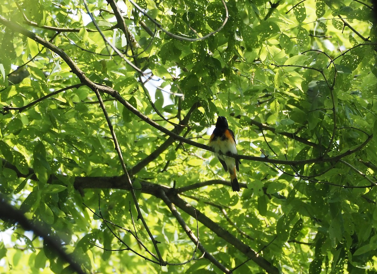 American Redstart - ML586269391