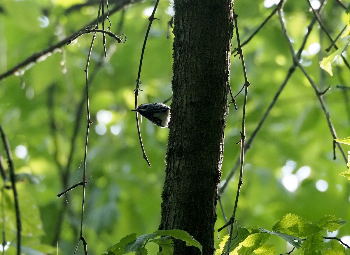 Black-and-white Warbler - Amy Henrici