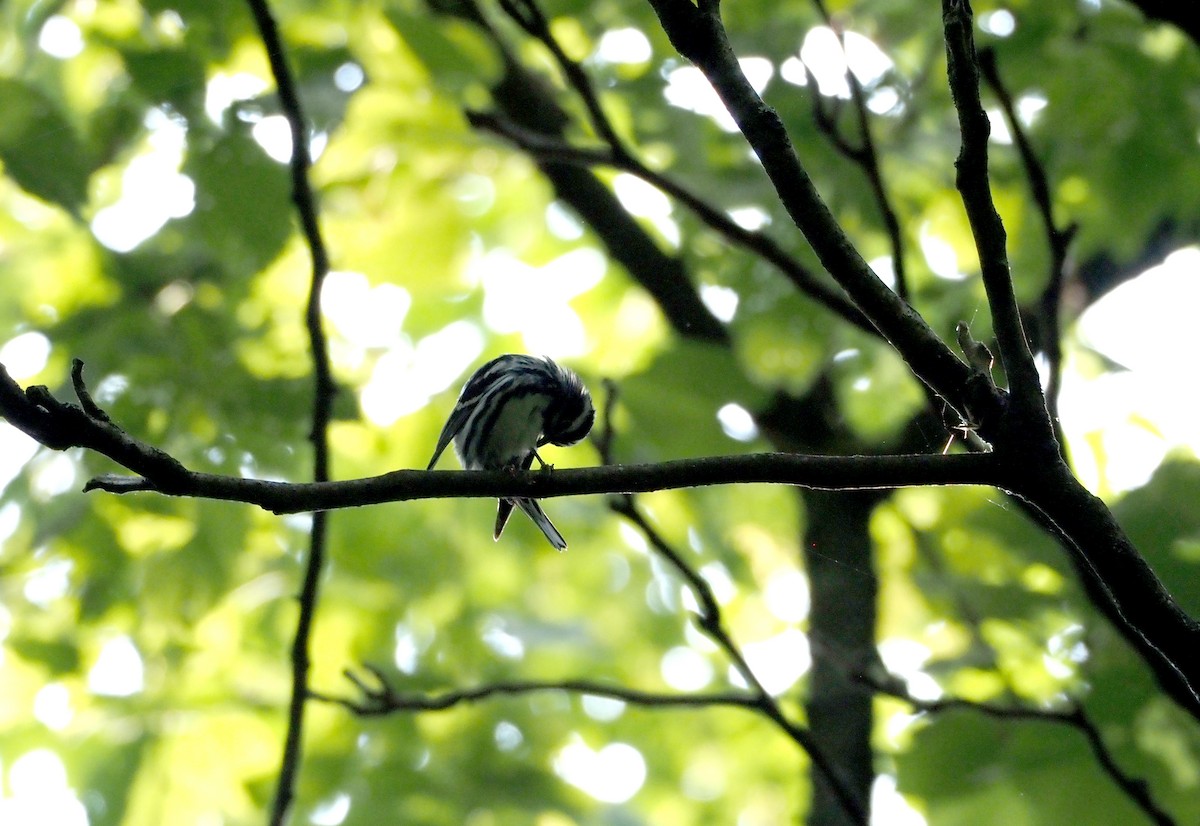 Black-and-white Warbler - ML586269501