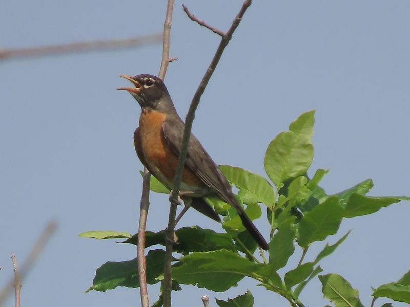 American Robin - ML586270201