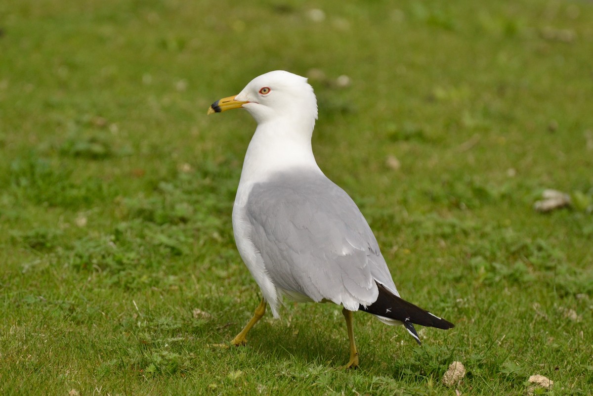 Ring-billed Gull - Epi Shemming