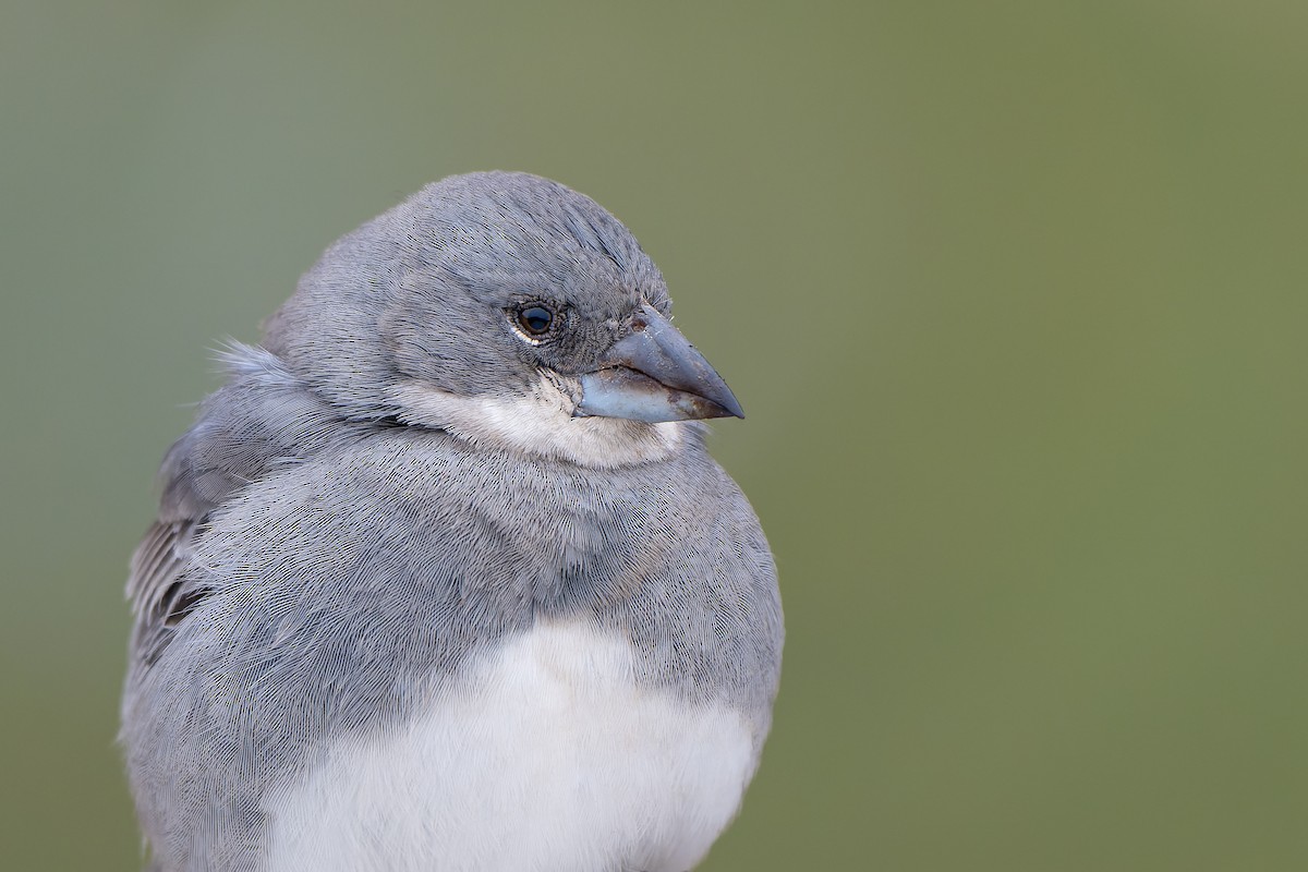 Diuca Finch - Francisco Castro Escobar