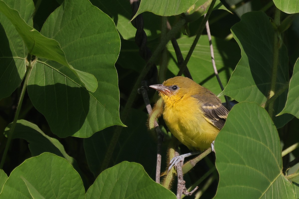 Orchard Oriole - Tim Lenz