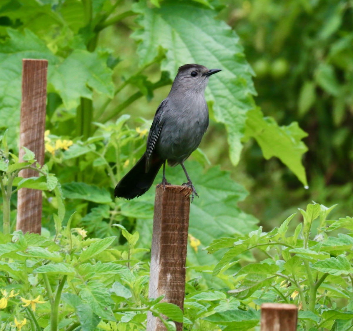 Gray Catbird - ML586270851