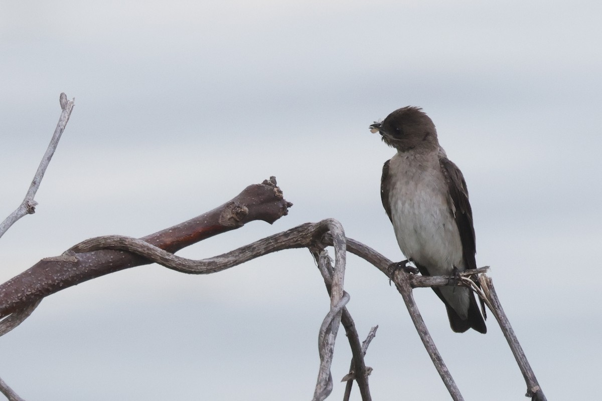 Northern Rough-winged Swallow - Tim Lenz