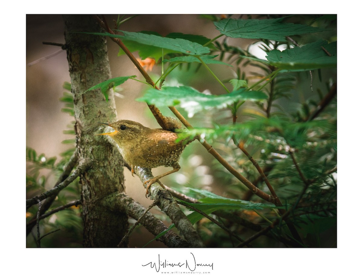 Troglodyte des forêts - ML586271151