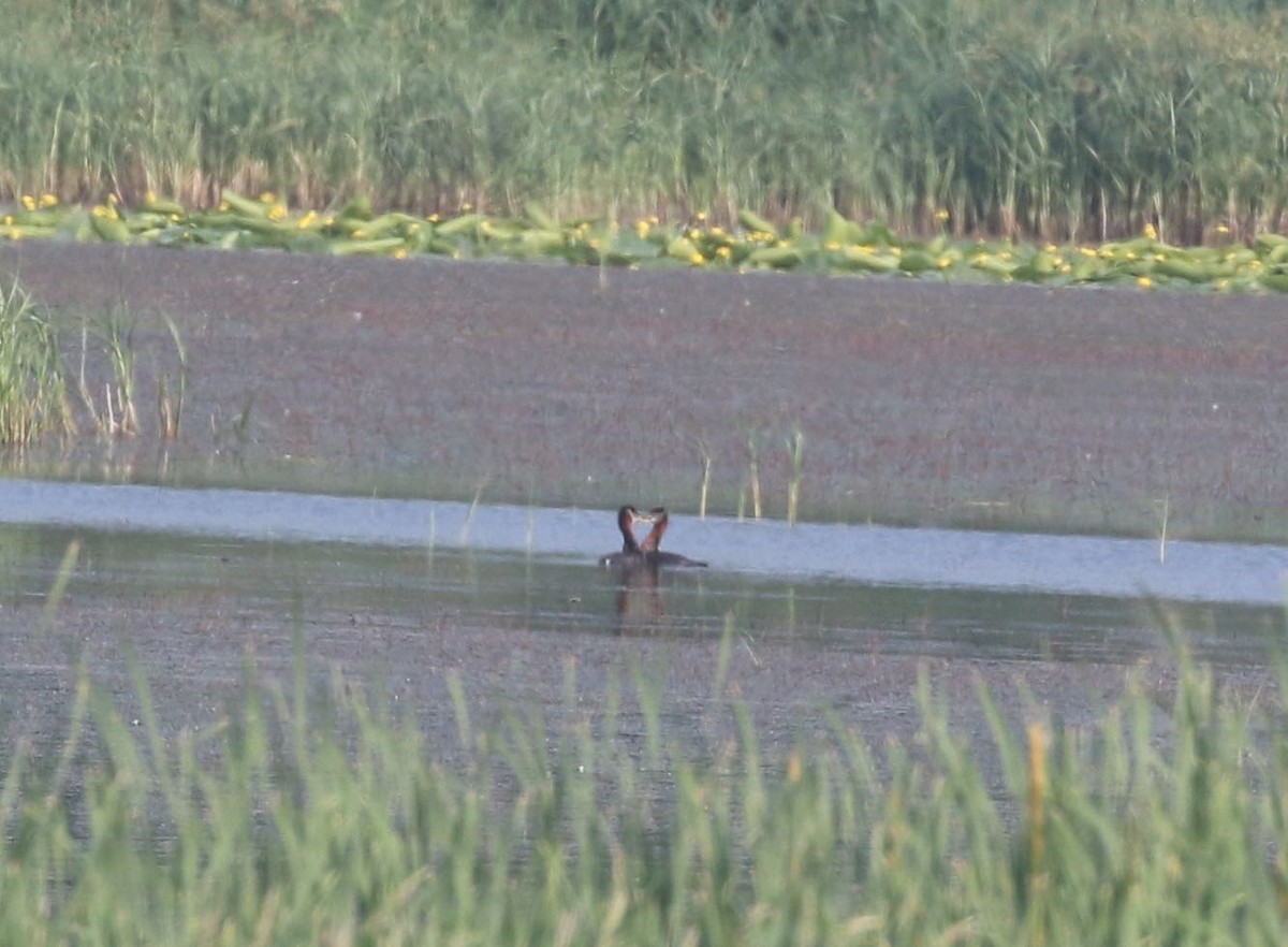 Red-necked Grebe - ML586271661