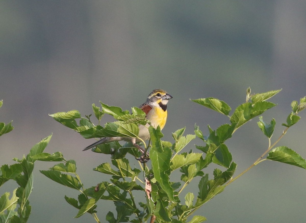 Dickcissel - ML586271721