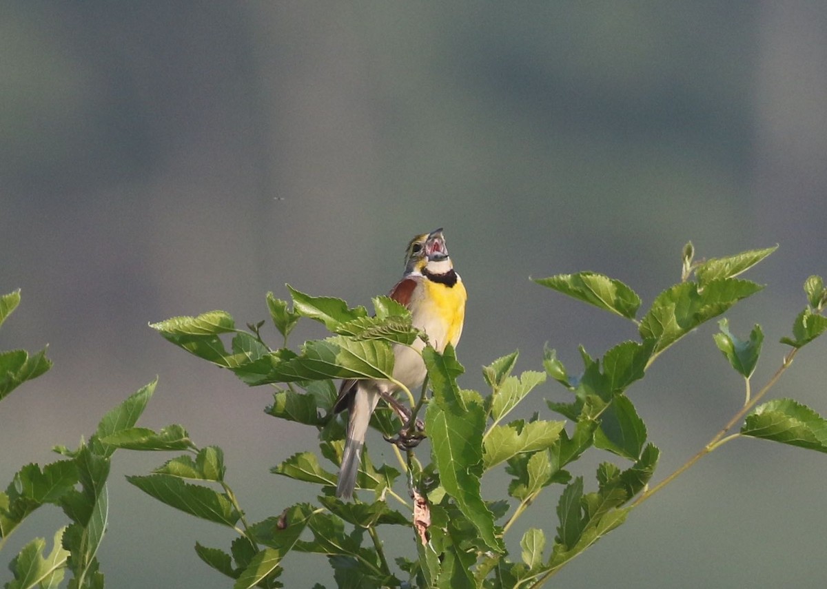 Dickcissel - ML586271731