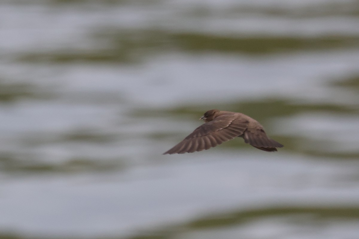 Northern Rough-winged Swallow - Tim Lenz