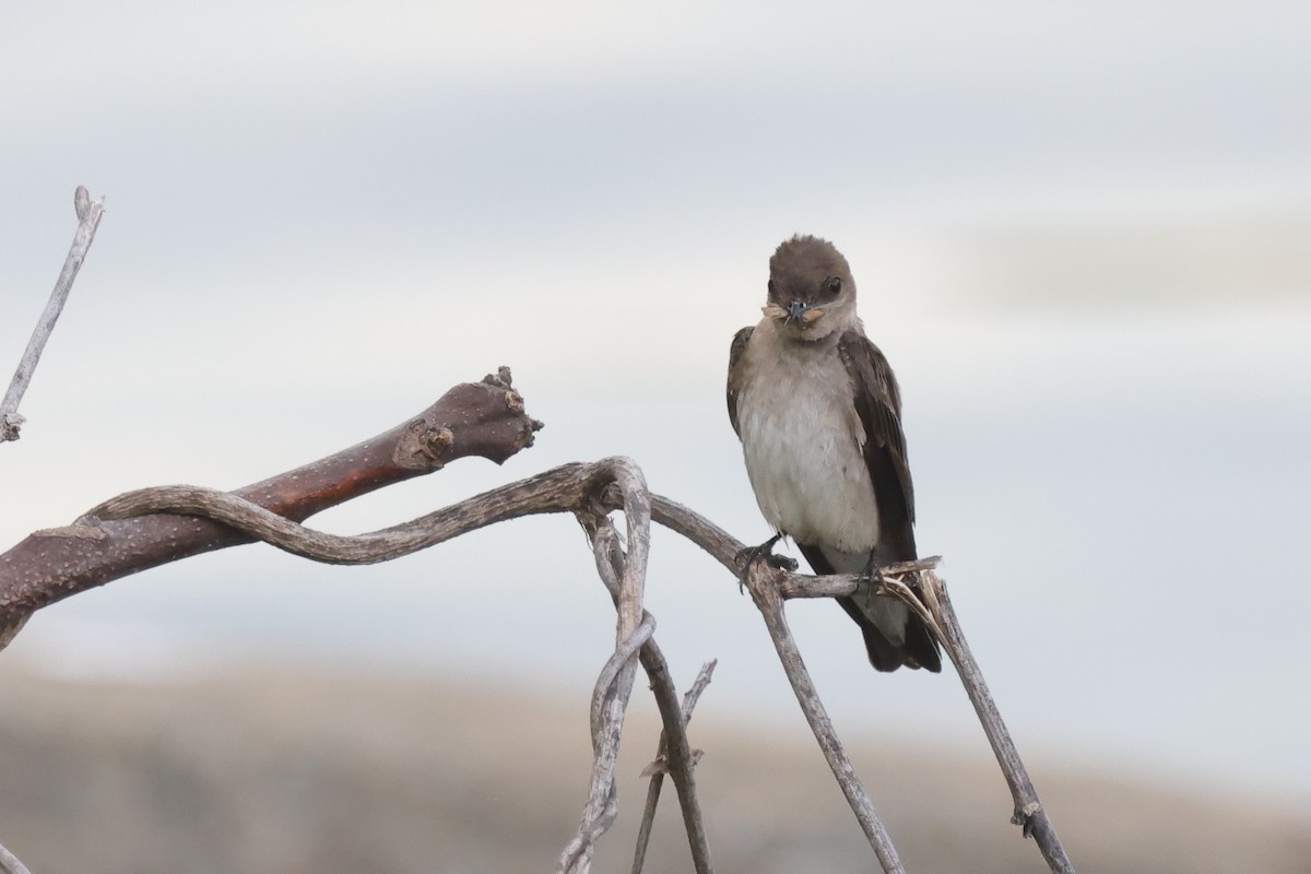 Northern Rough-winged Swallow - Tim Lenz