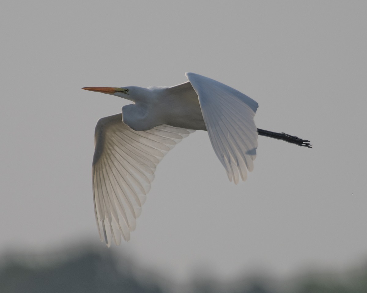 Great Egret - ML586272541