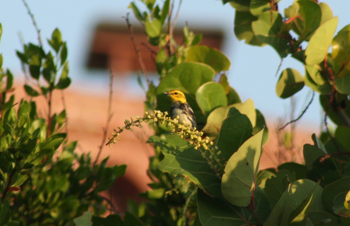 Black-throated Green Warbler - ML58627271