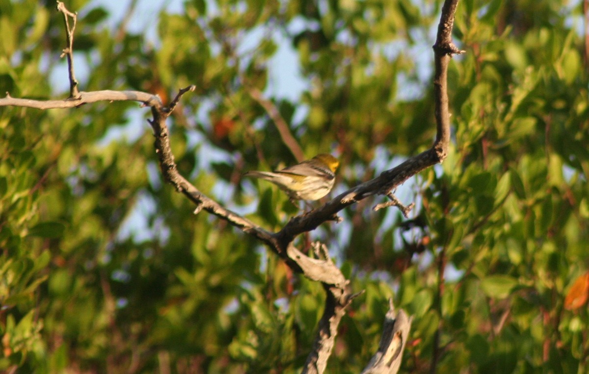 Grünmantel-Waldsänger - ML58627281