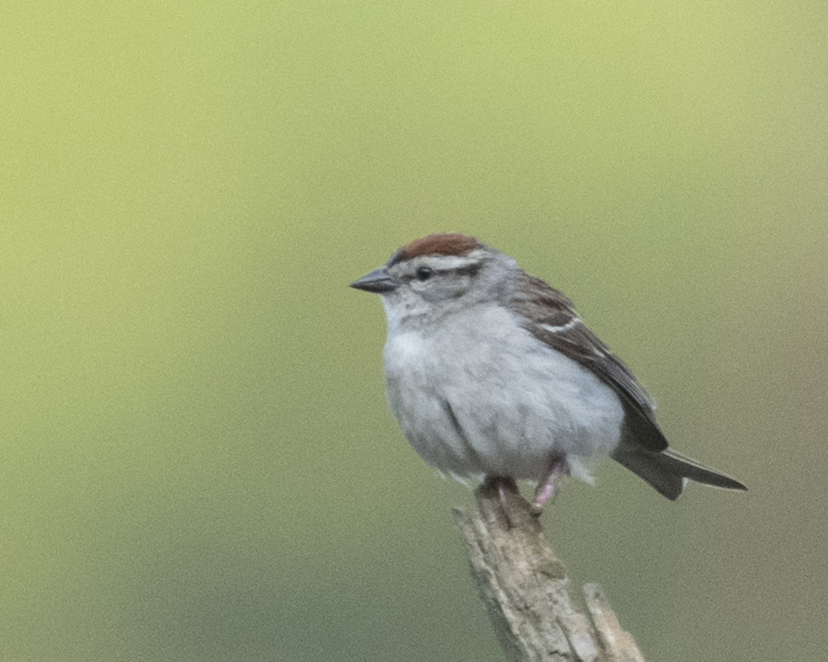 Chipping Sparrow - ML586272831