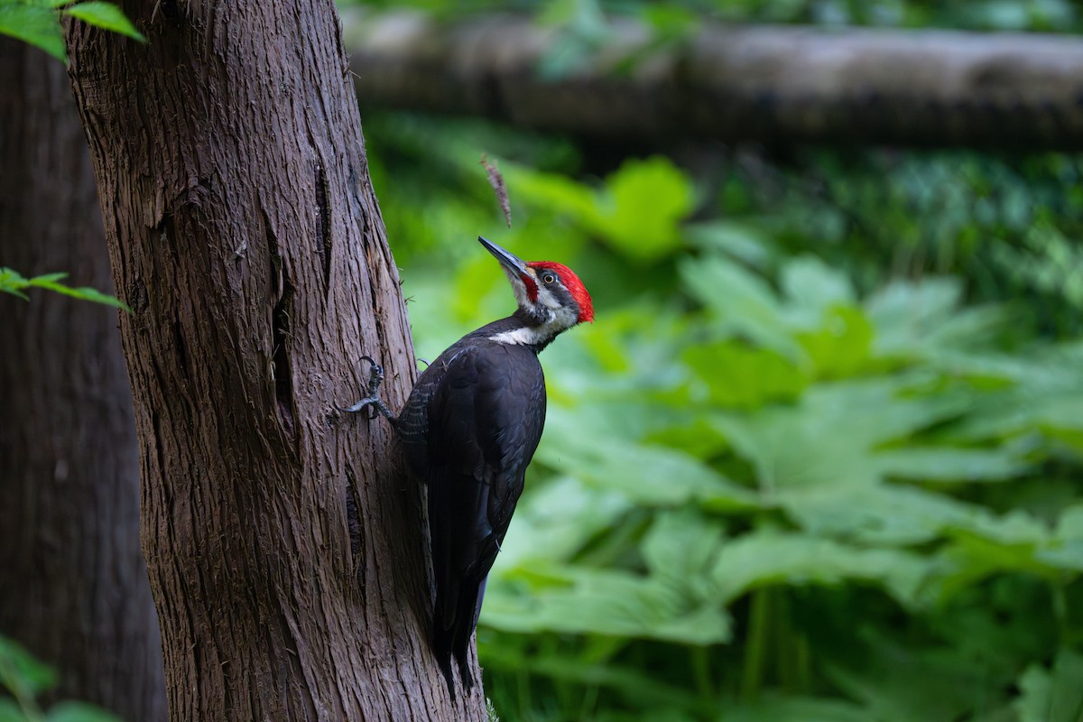 Pileated Woodpecker - ML586273241