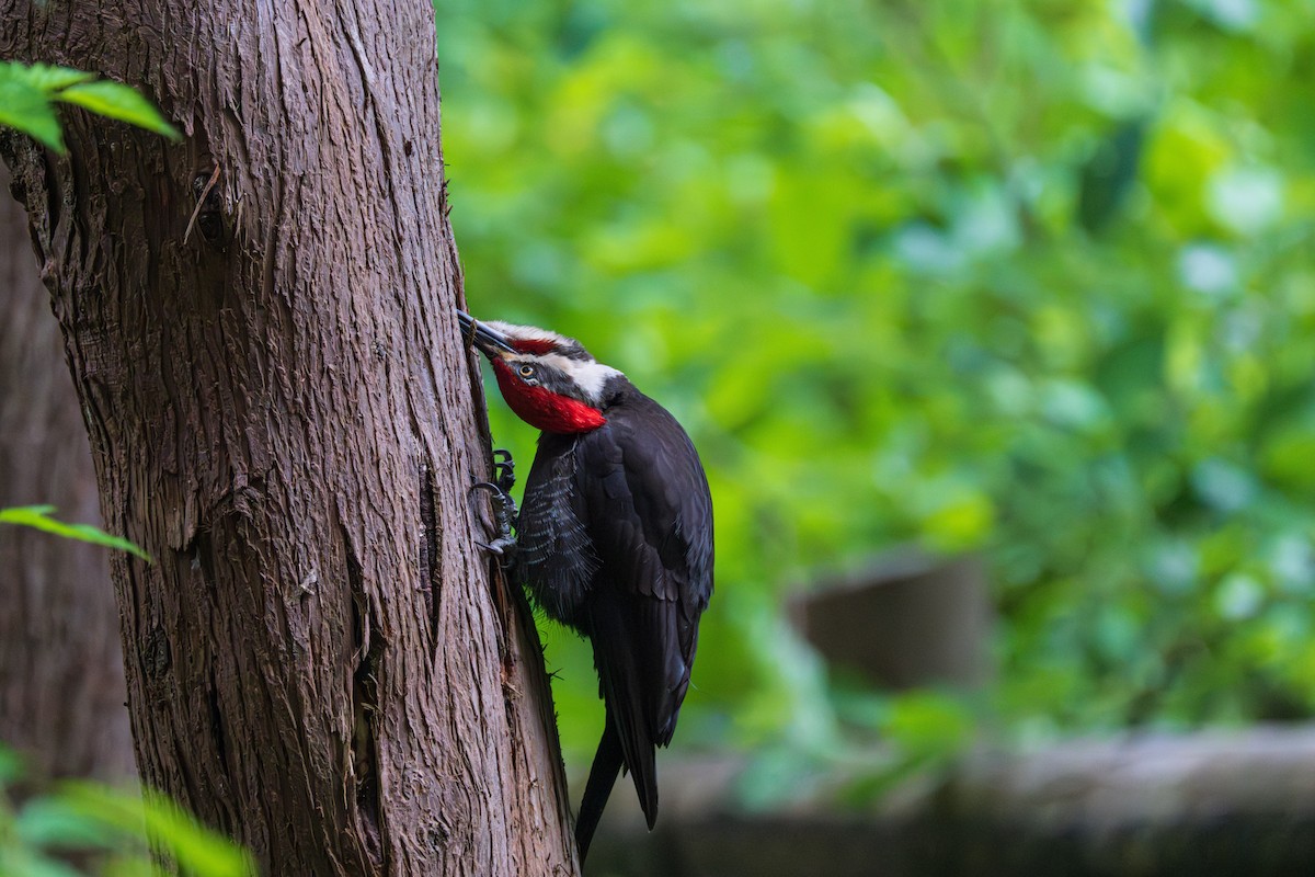 Pileated Woodpecker - ML586273251