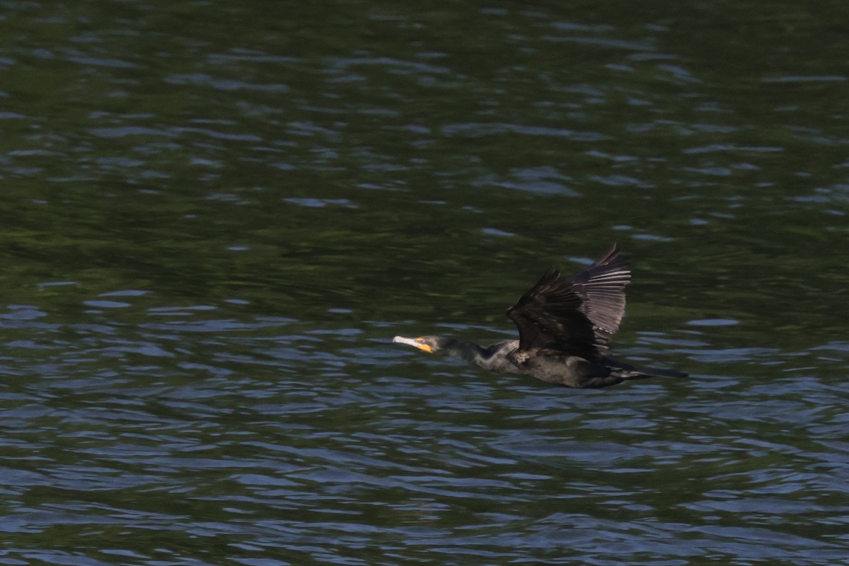 Double-crested Cormorant - Tim Lenz