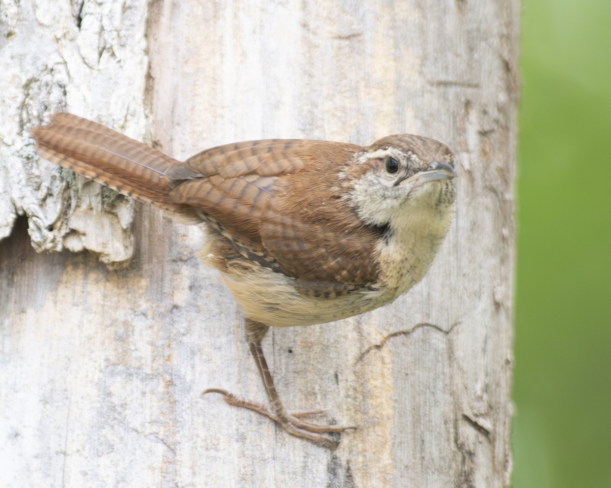 Carolina Wren - ML586273471