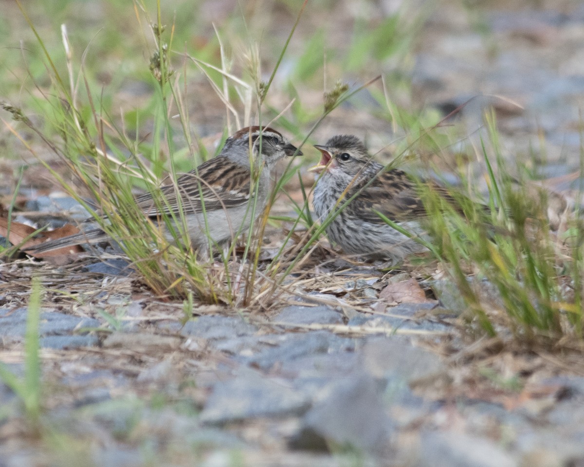 Chipping Sparrow - ML586273561
