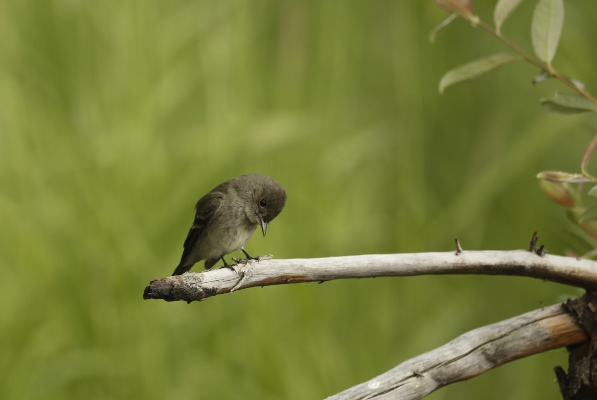 Western Wood-Pewee - ML586273761