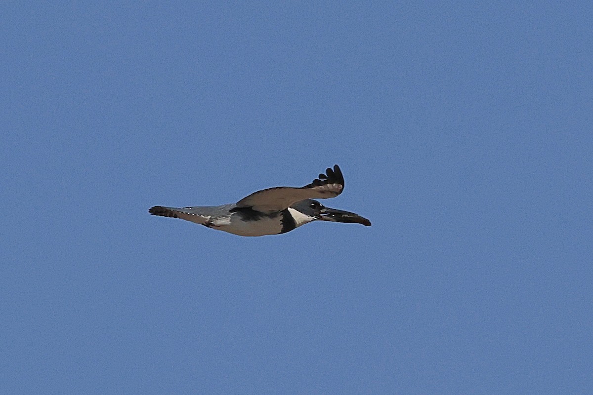 Belted Kingfisher - ML586273791