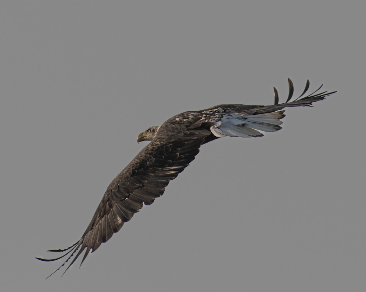 Bald Eagle - ML586274081
