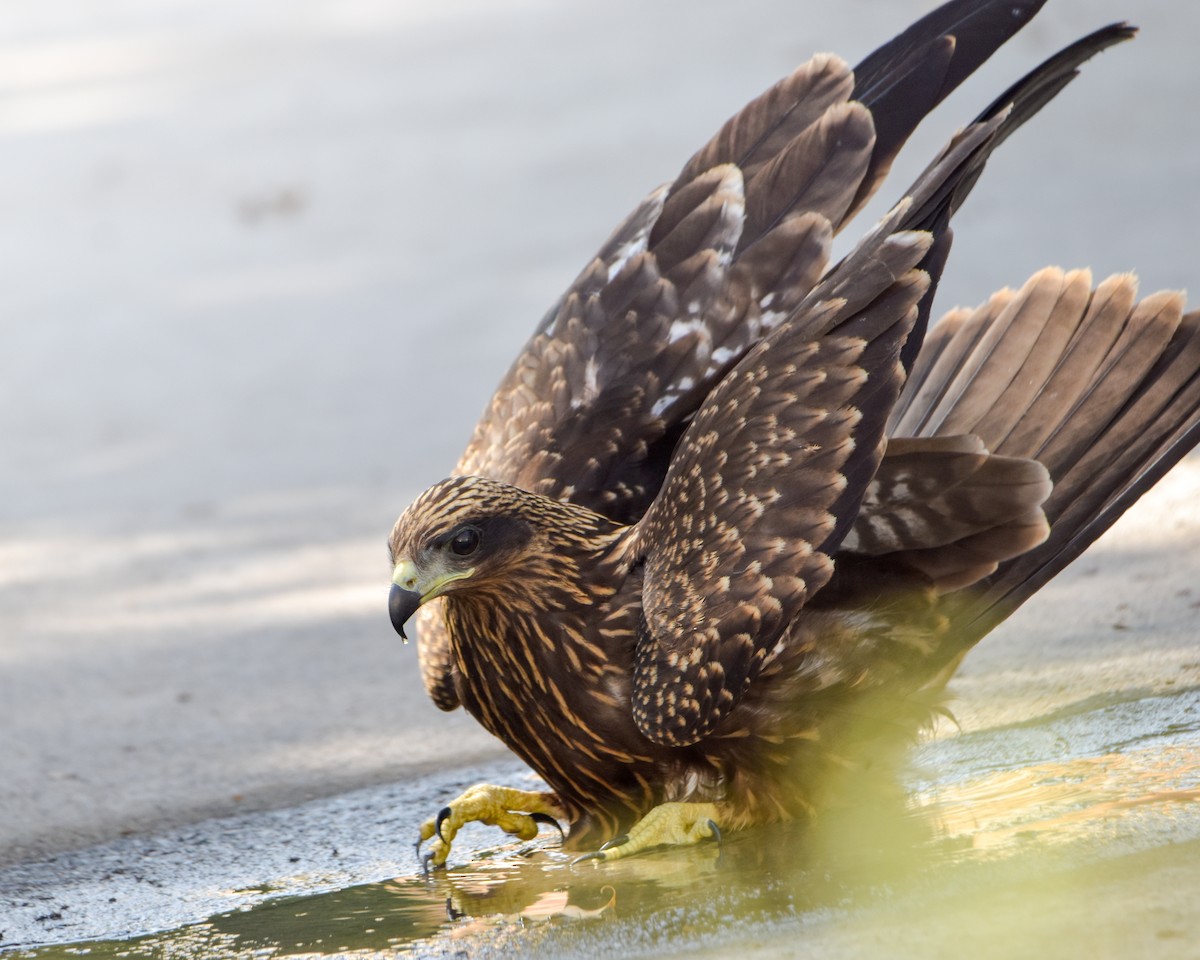 Black Kite - Madhur Upadhyay