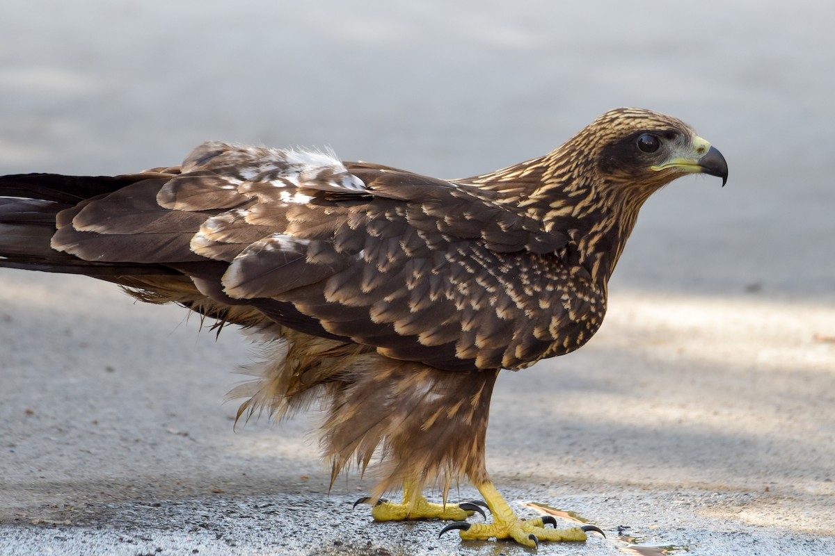 Black Kite - ML586274861