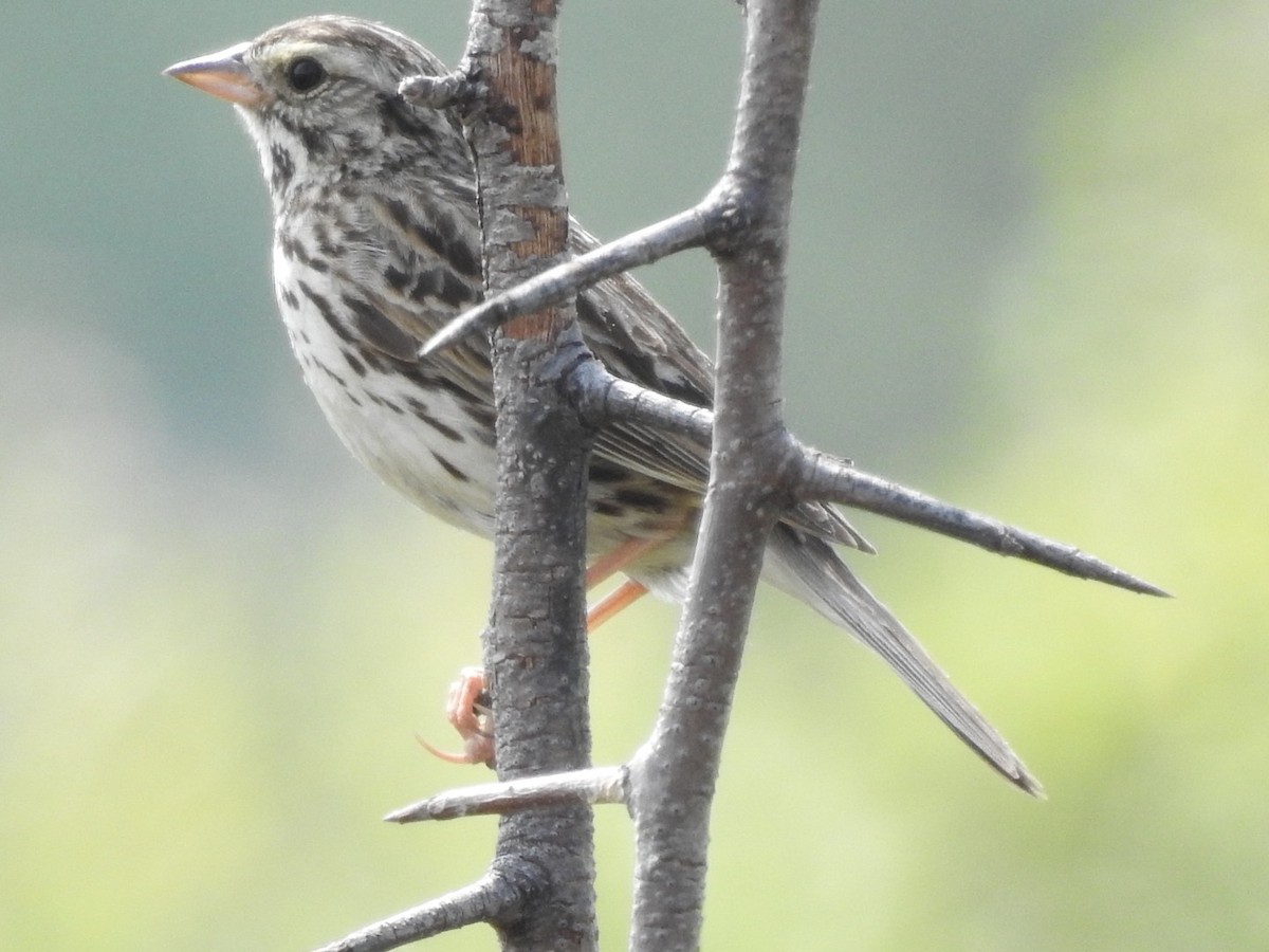 Savannah Sparrow - ML586275031