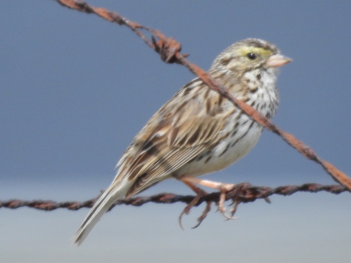 Savannah Sparrow - ML586275041
