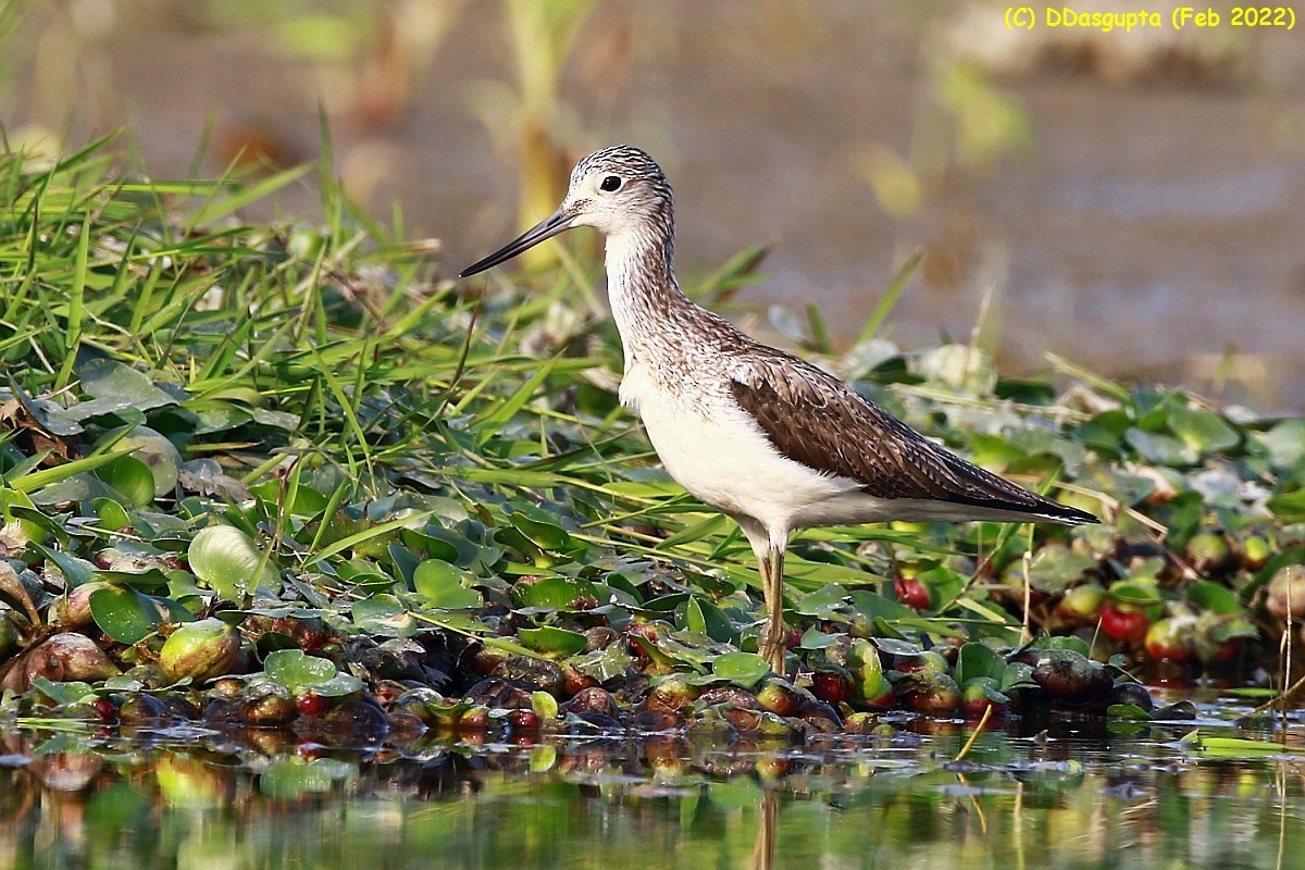 Common Greenshank - ML586275081