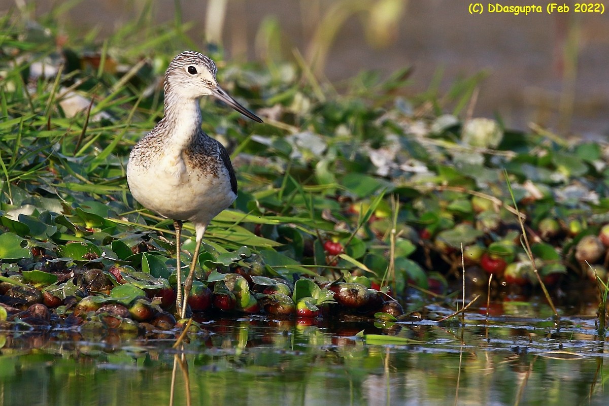 Common Greenshank - ML586275101