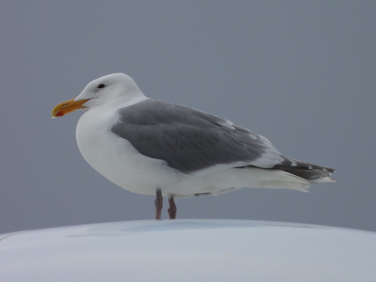 Western x Glaucous-winged Gull (hybrid) - ML586275581